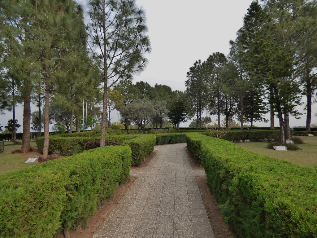 The Shakarparian Hills Park tree planted 