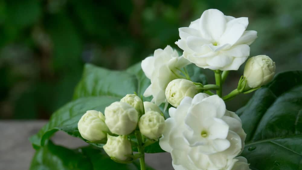 rose and gesmin garden 