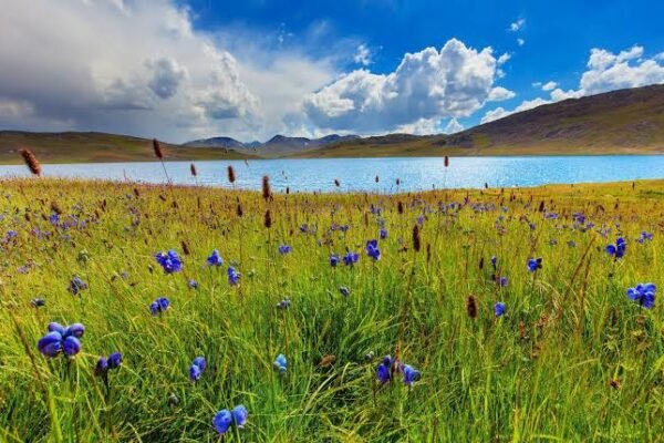 Deosai-National-Park-Pakistan